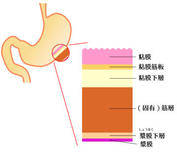 粘膜、粘膜筋板、粘膜下層、（固有）筋層、漿膜（しょうまく）下層、漿膜
